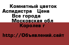 Комнатный цветок Аспидистра › Цена ­ 150 - Все города  »    . Московская обл.,Королев г.